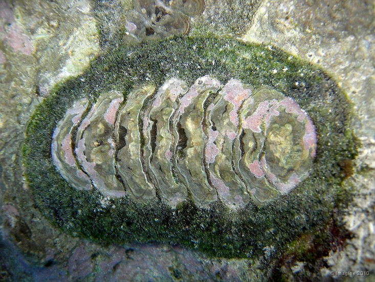 82- Chiton, mollusque primitif - Baie d'Oro.JPG